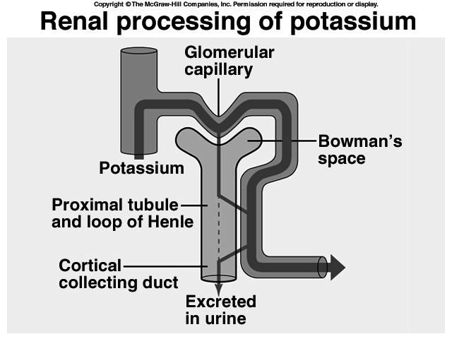 Potassium Balance Regulation In contrast to Na +, which is reabsorbed in the DCT and collecting tubules depending on need, K + balance is accomplished by changing the amount secreted into the urine