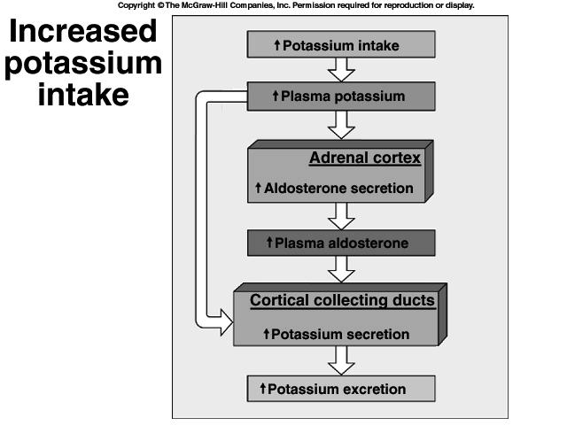 Potassium Balance Regulation Aldosterone the major control factor in regulation of K + High K + in blood triggers aldosterone release from adrenal glands directly Result is increase in Na-K pumps in