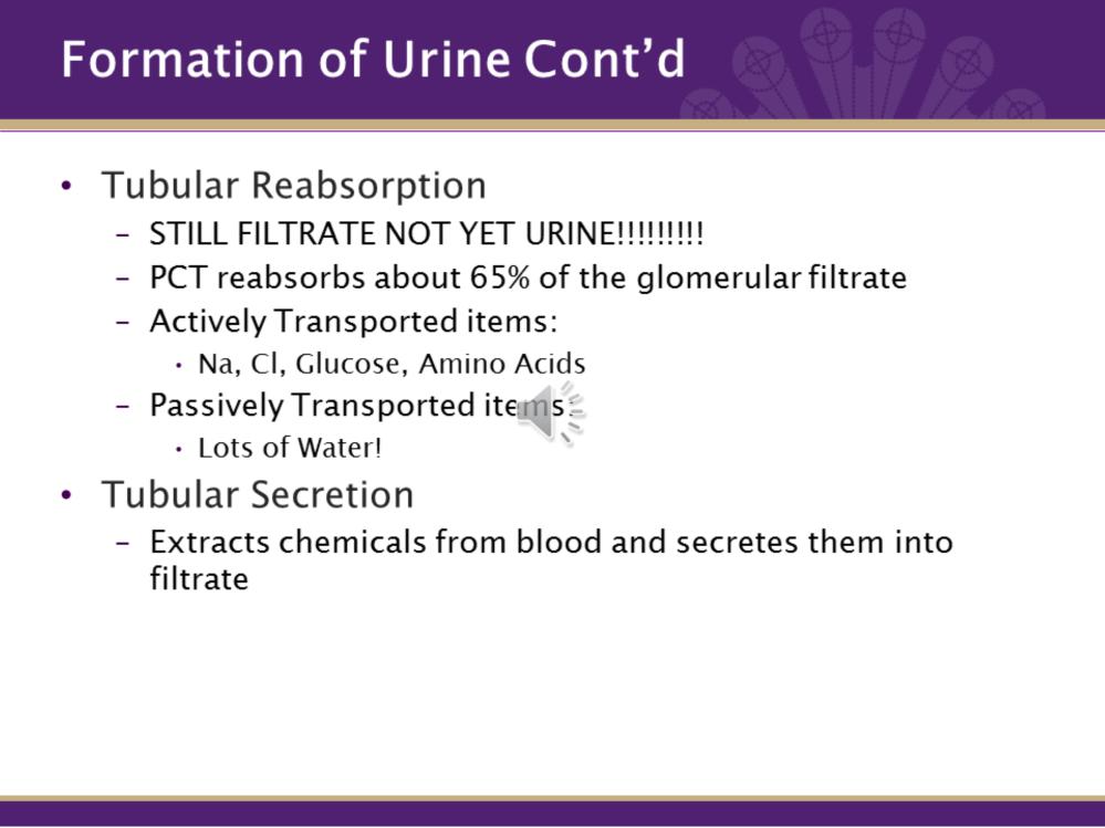 After the fluid leaves the glomerulus and enters the tubules, it is still considered filtrate and not yet urine.