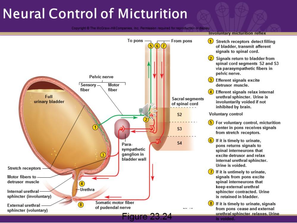The steps of the Micturition reflex (urination reflex) are simplified in the diagram. 1. Filling of the bladder excites stretch receptors which sends a message to the spinal cord. 2.