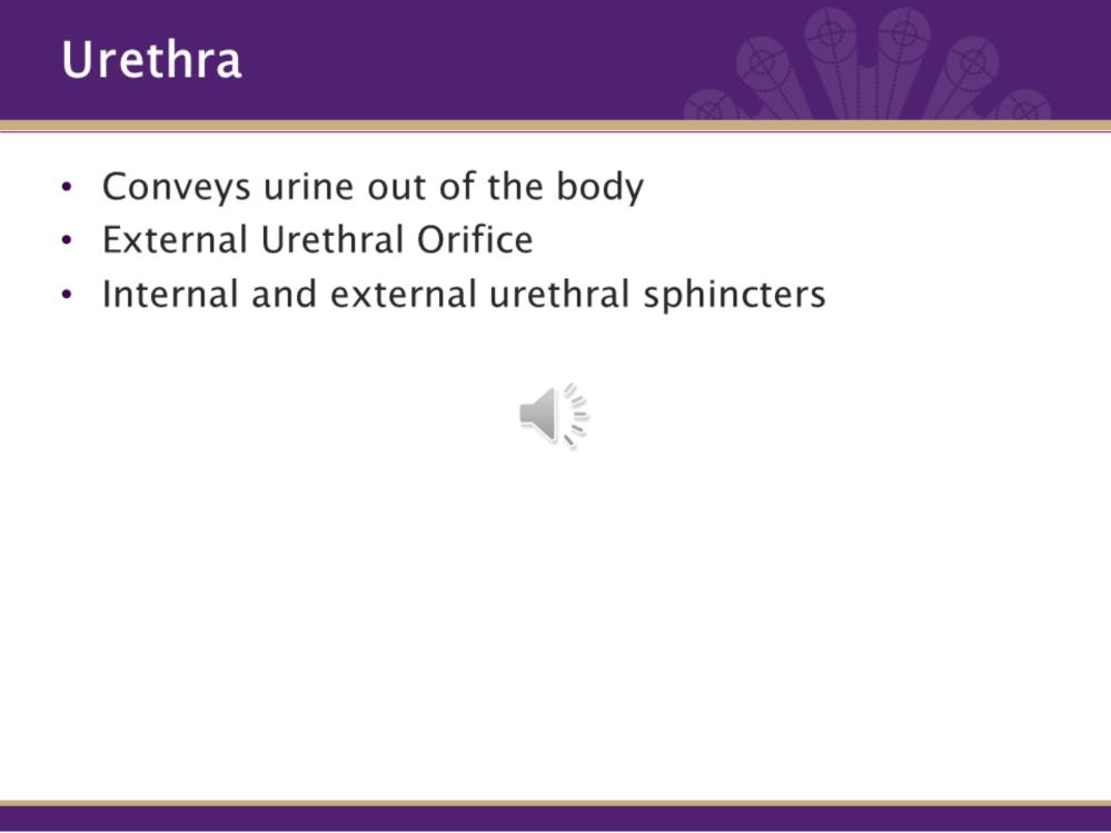 As you may have surmised from the previous slide, the urethra is a tube that conveys urine from the urinary bladder out of the body.