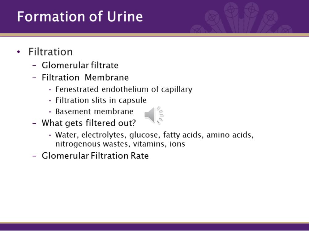 The formation of urine is a three step process. It begins by making filtrate in the glomerulus.