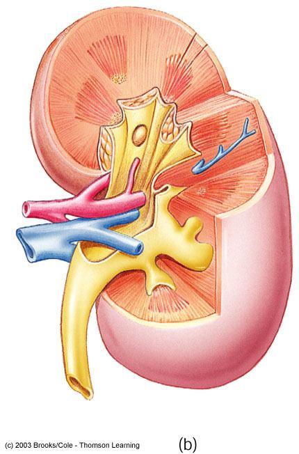 Cortex Medulla Renal hilium Renal artery Renal vein Renal pelvis Ureter Kidney Anatomy Medullary pyramids Renal sinus (with fatty tissue) Renal capsule Major