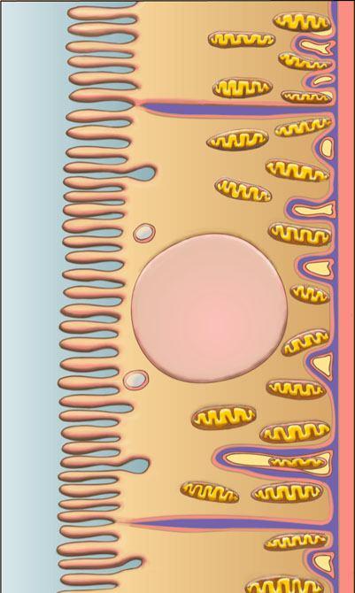 LUMEN OF TUBULE (luminal membrane) Tight junction Luminal cell membrane Microvilli (brush border) Endocytic vesicle BLOOD SIDE (basolateral membrane) Lateral intercellular space Basal infolding and