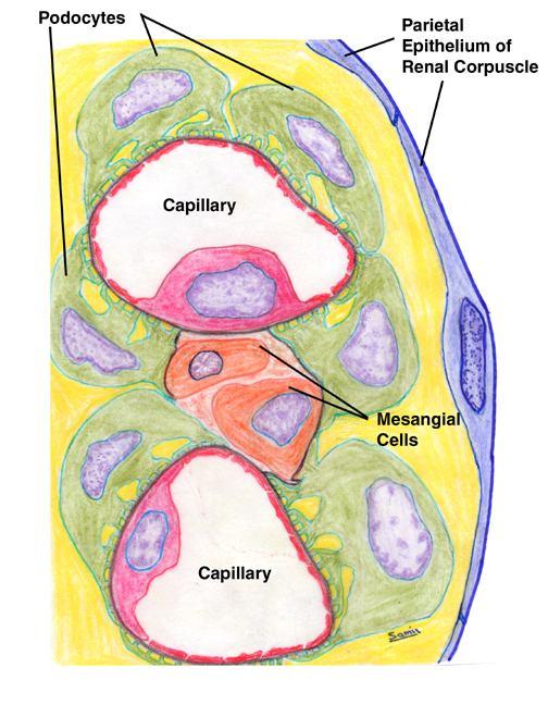 Podocytes The visceral layer of the renal corpuscle is a very