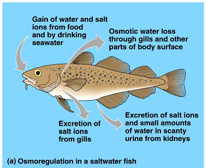 Osmoregulation Water balance Why do all land animals have to conserve water?