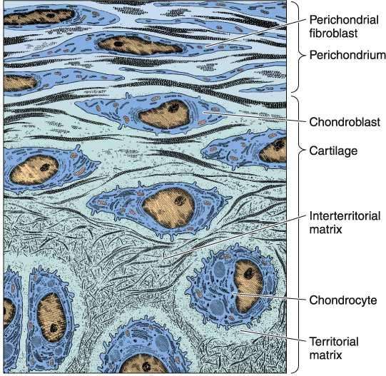 perichondrium two layers: stratum fibrosum collagen І fibers stratum cellulare chondrogenic cells nourishes and regenerates the cartilage Hyaline