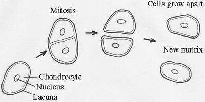 Histogenesis of cartilage mesenchymal cells chondroblasts