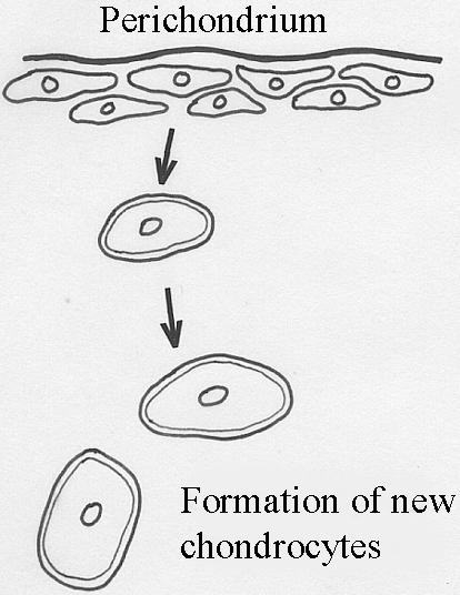 isogenous groups growth of cartilage: interstitial growth mitotic