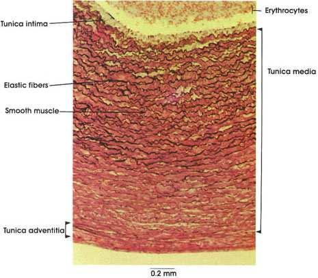Elastic tissue textus connectivus elasticus: vocal folds,