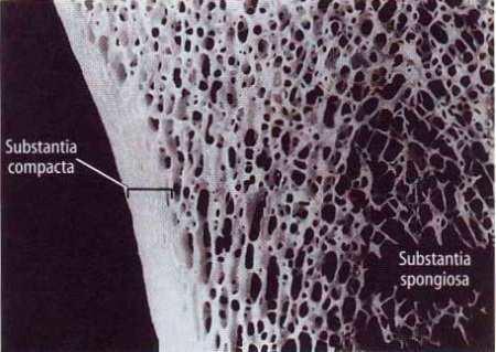 concentric lamellae of bone 3-20 Haversian canal 20-300 µm