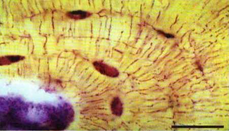 collagen (Sharpey s) fibers stratum osteogenicum inner layer