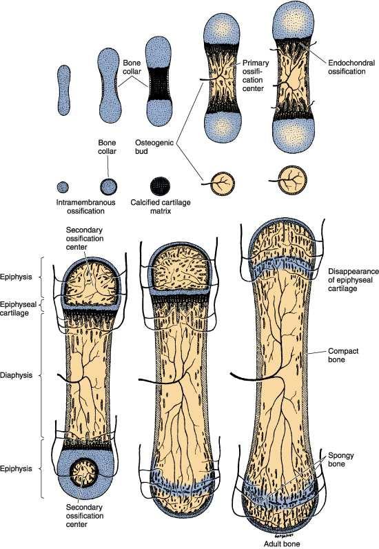 Bone histogenesis Desmal (direct) osteogenesis condensation of mesenchymal tissue: intramembranous