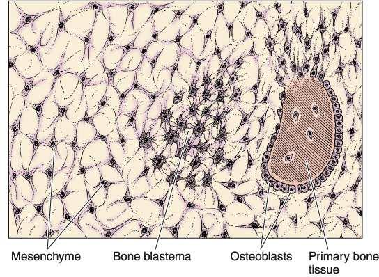 ossification: in the epiphyseal and diaphyseal cartilage bone collar degeneration of chondrocytes