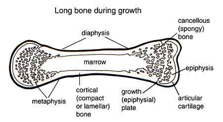 epiphysialis cartilage growth