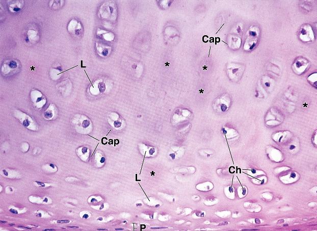 Hyaline cartilage showing purple matrix in which (Ch) chondrocytes localized within (L) lacuna; that surrounded by (Cap)