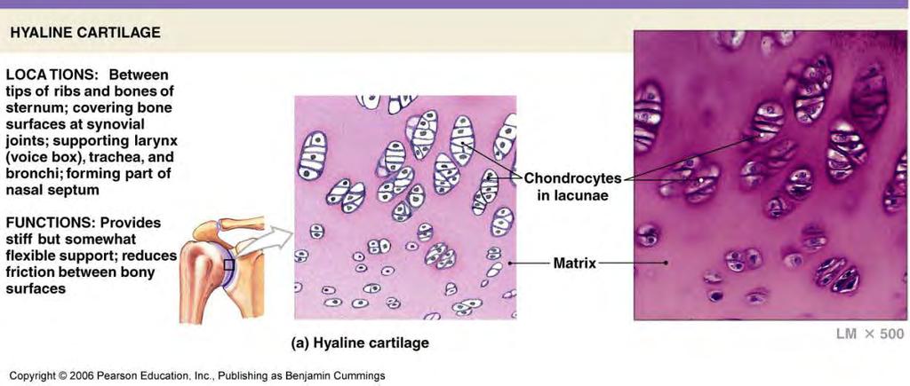 Supporting CT: Cartilage Hyaline cartilage Most common; support, friction reduction