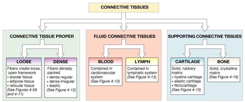 Classification of Connective Tissues We can
