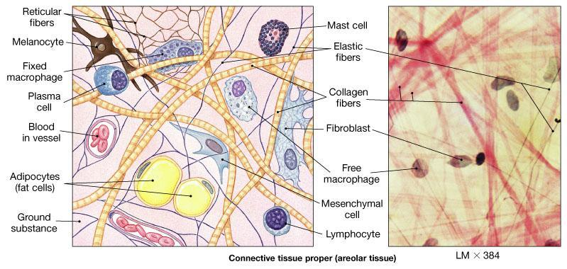 The Cells and Fibers of