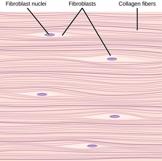 of fibroblasts primarily collagen fibers