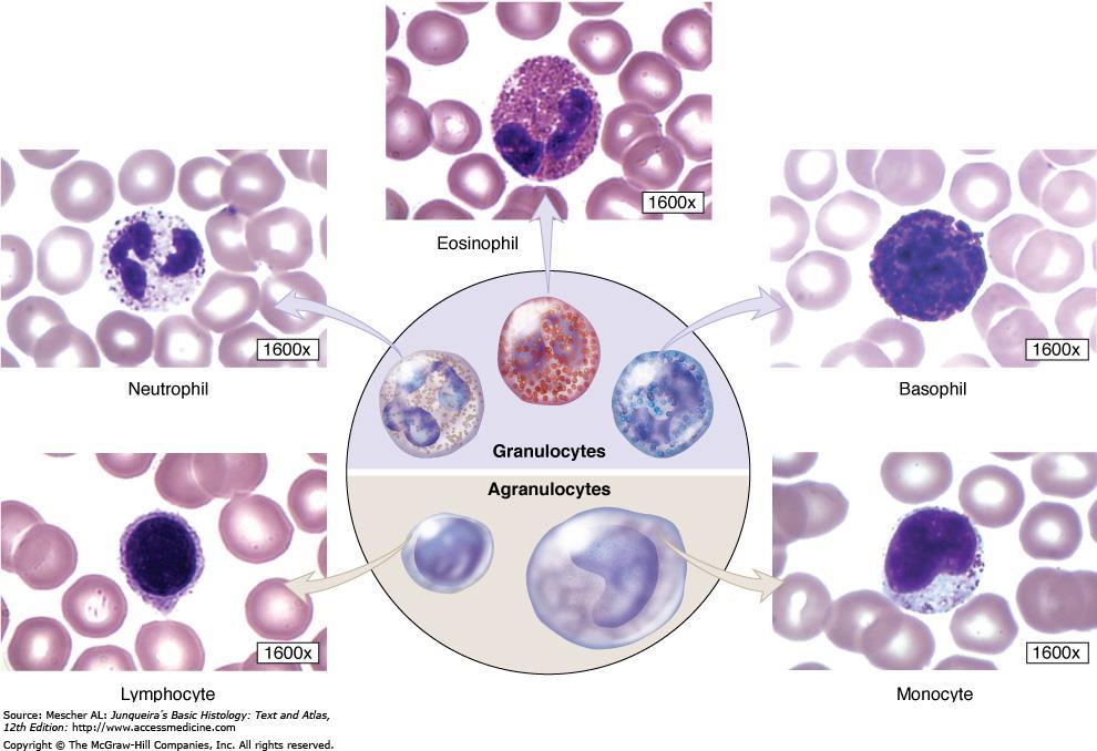 Vascular Tissue Granulocytes (Neutrophils, Eosinophils