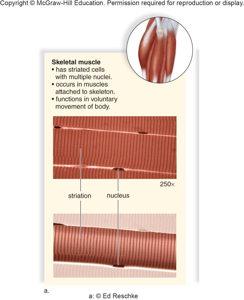 Muscle Tissue Skeletal (striated) muscle Moves body parts Heat production (shivering thermogenesis Voluntary, multinucleated