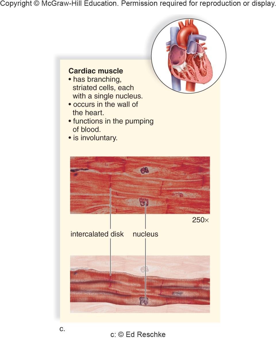 Muscle Tissue Cardiac muscle Function moves blood Found: heart