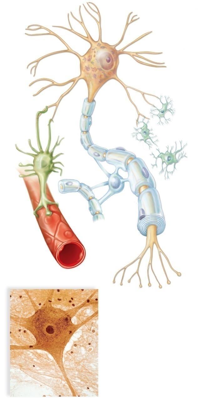 A. Nervous tissue - neuroglia They are a collection of cells that support and nourish neurons. Neuron dendrite cell body nucleus They outnumber neurons 9:1.