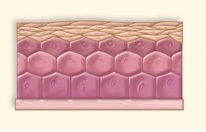 Epithelial Tissues: Classification Function: Line body cavities and cover surfaces 1) Number of layers Simple/single layered Adapted for