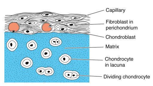 com Dense Connective Tissue Cartilage High in Collagen forms fibrils Fibrils form fibers Found