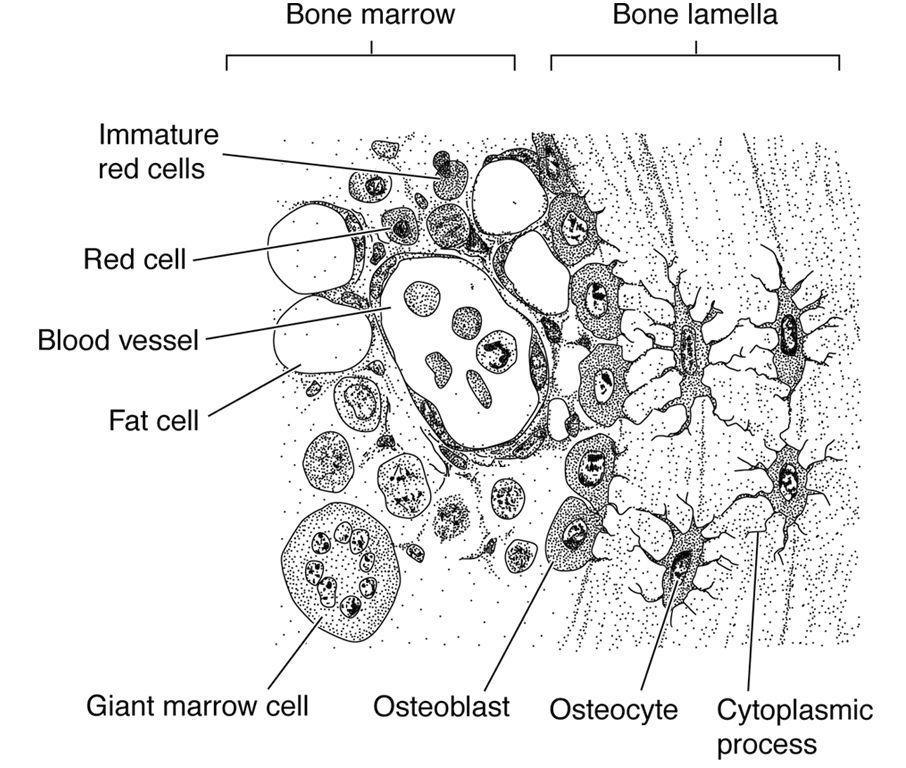 canaliculi produce osteons remodel bone In older animals, stiffer High