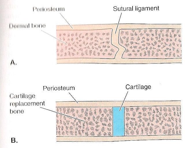 bone trabeculae Further deposition of bone Differ in amount of movement