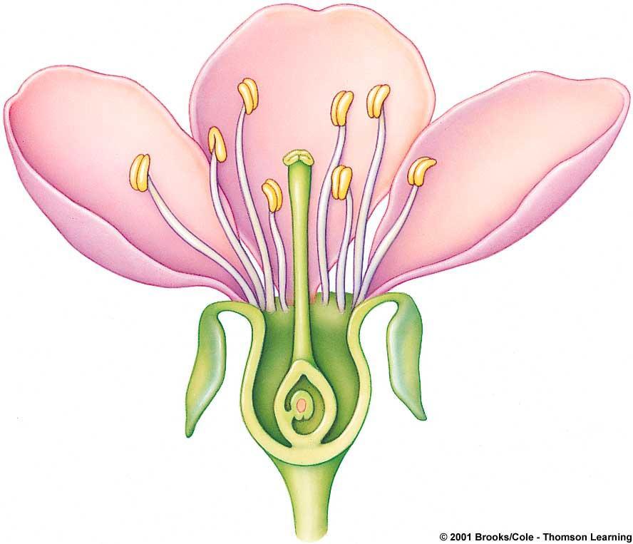 Flower Structure STAMEN (male reproductive part) CARPEL (female reproductive part) filament anther stigma style ovary Nonfertile parts Sepals Receptacle Fertile parts Male