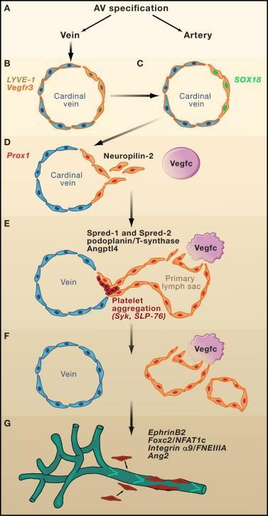 Lymphangiogenesis Centrifugal theory of the embryologic development of lymphatic vessels originating from embryonic veins at embryonic week 6-7 several key