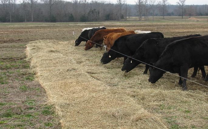To meet the energy and protein requirements of these cows when being fed full-bloom grass hay it was estimated that 2.67 lbs. of supplemental DDG was required.