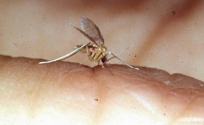 Discovery of Sandfly as Vector In 1924 the Kala-Azar Commission noted that the distribution of a sandfly (Phlebotomus argentipes) in India closely overlapped the distribution of the disease.