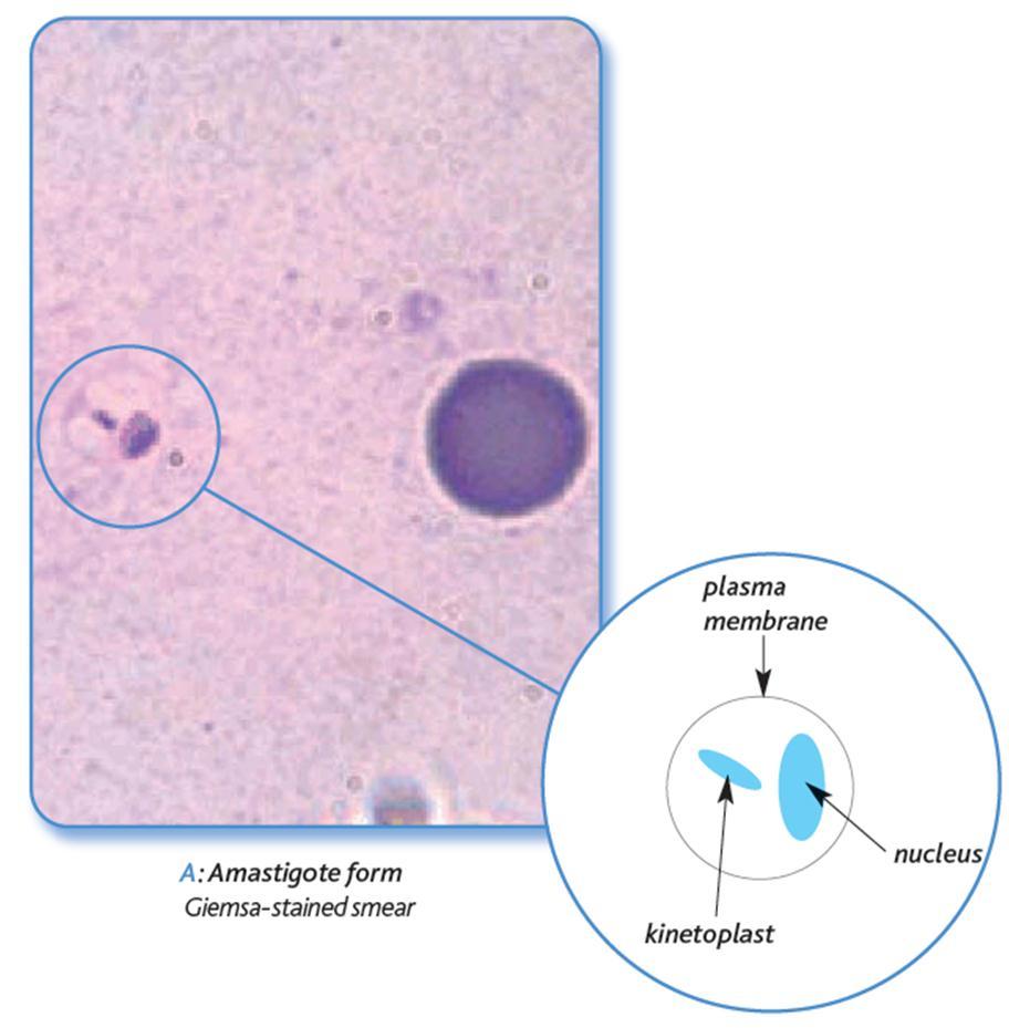 Parasitology In the mammal host: amastigote form -