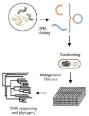 HUMAN MICROBIOME EVOLUTION OF THE TECHNIQUES From culture to High-throughput sequencing Sanger 454 FLX Titanium Microbial Culture