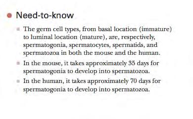 TESTIS: site of the development of spermatozoa and the production of testosterone.