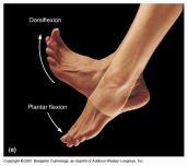 ankle only forward/ backward bending trunk movements nutation/ counternutation