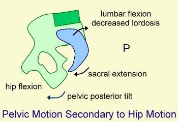 lateral flexion: neck/ trunk only radial/ ulnar deviation: wrist only inversion/