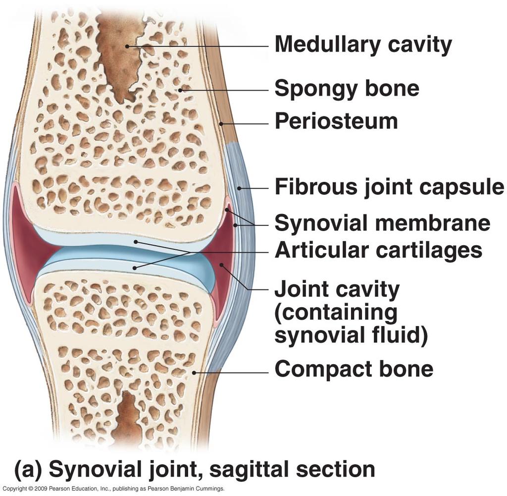 joint cavity (synovial cavity) Space inside articular