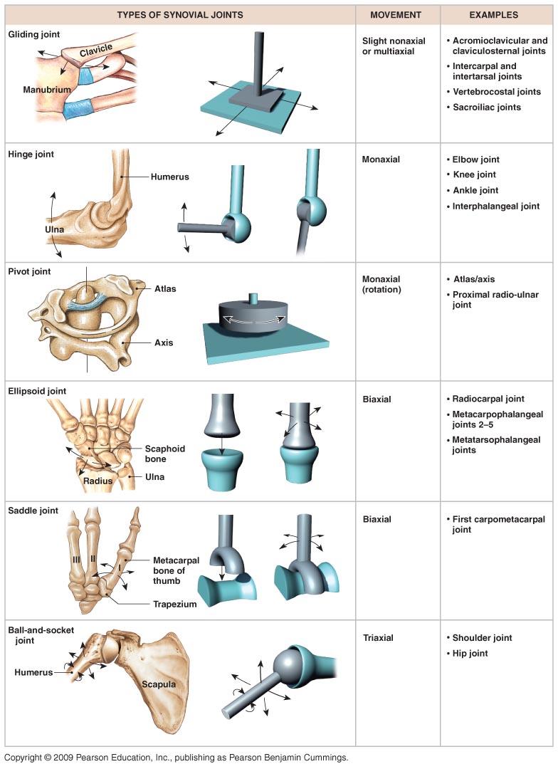 Types of Synovial joints FYI only Gliding joints Hinge joints Pivot joints Ellipsoid joint Saddle joint