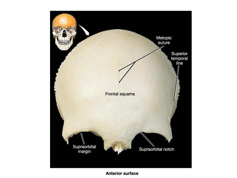 cartilages R1 and manubrium