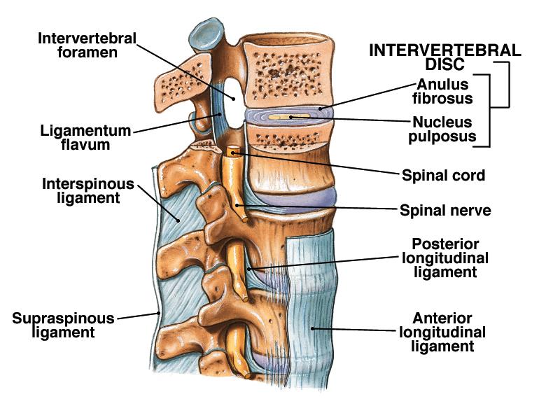 joints Most joints Freely movable Components Articular