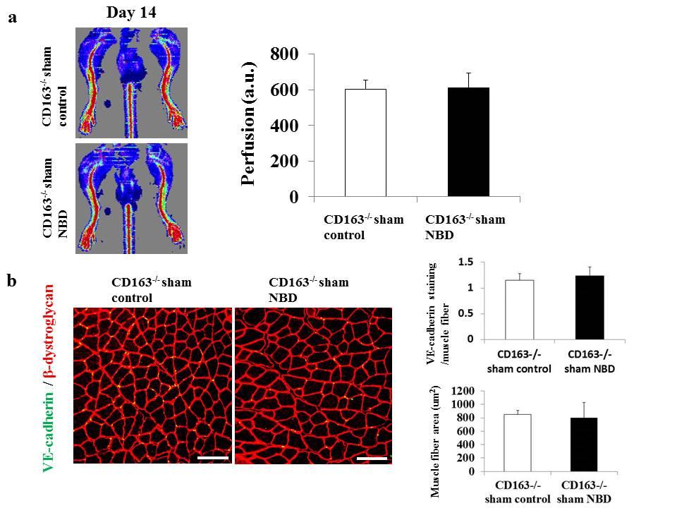 Figure 11. NBD has no effect on blood flow and muscle morphology in CD163 -/- mice without ischemic injury.