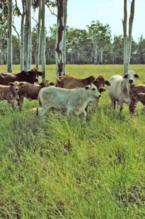 Outline An economic analysis A revised approach to estimating P required and P intake in grazing cattle, Storage