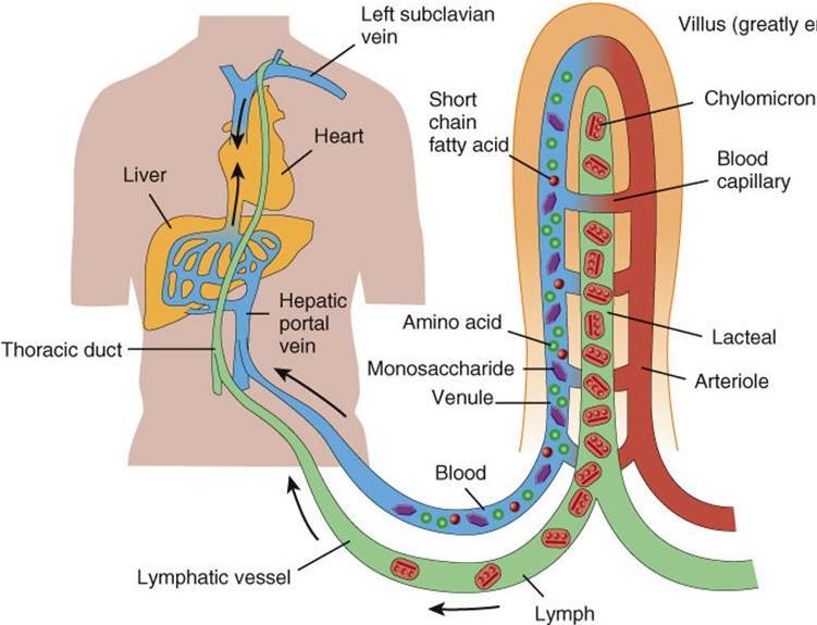 Chylomicrons (small fat globule composed of protein and lipid) transport lipids absorbed from the intestine to adipose, cardiac, and skeletal muscle tissue, where