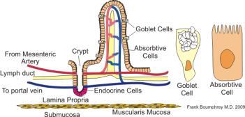 The mitochondria in the epithelium