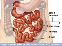 Small intestine absorbs nutrients. 1.